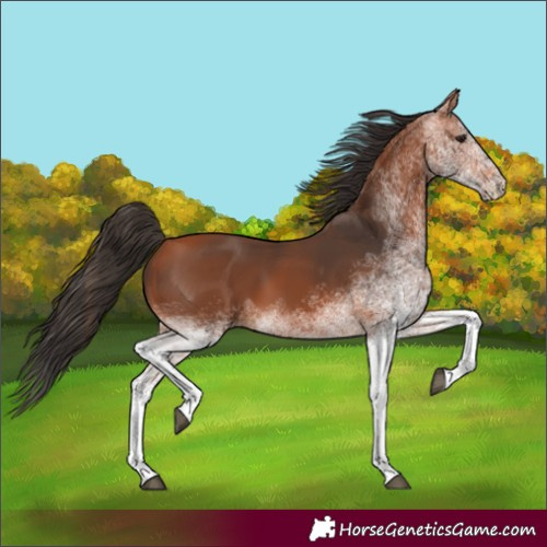 Horse Color:White Spotted Bay 