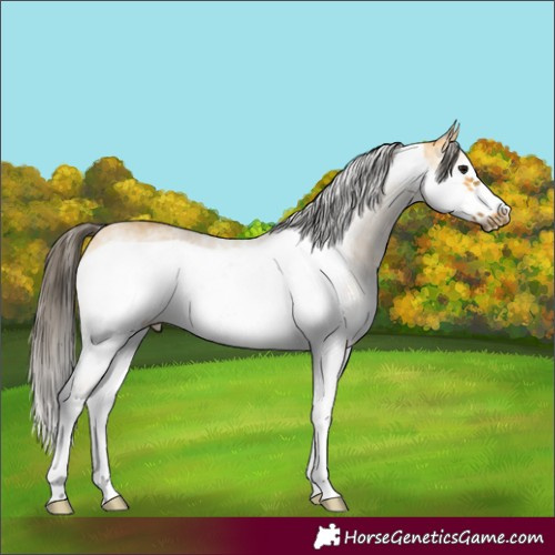 Horse Color:White Spotted Buckskin Frame 
