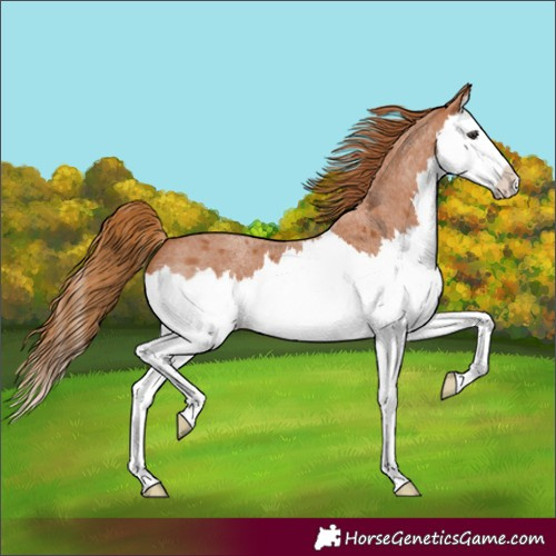 Horse Color:Red Roan Splash 