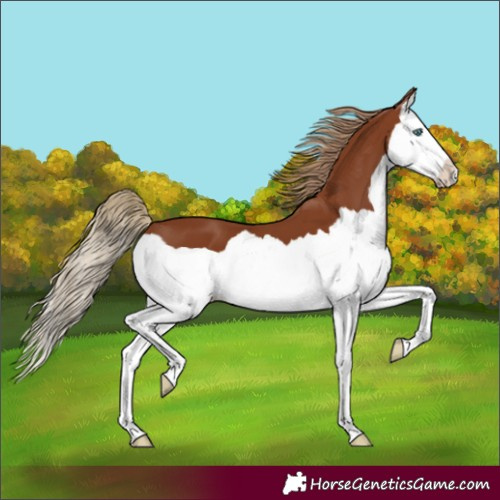 Horse Color:Chestnut Splash 
