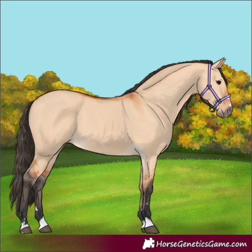 Horse Color:Bay Dun 