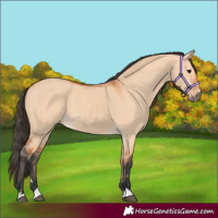 Horse Color:Bay Dun 