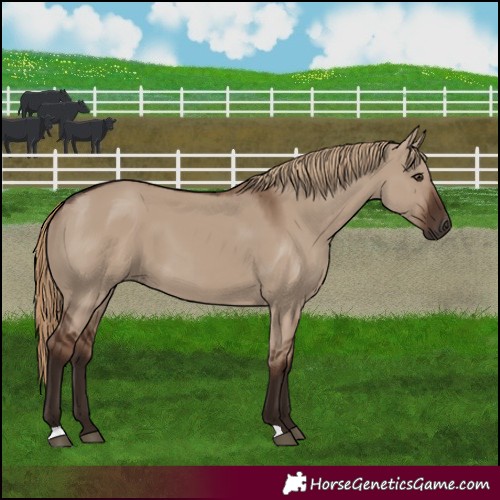 Horse Color:Liver Red Dun 