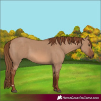 Horse Color:Red Dun 