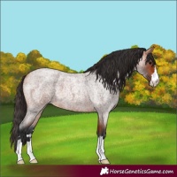 Horse Color:Bay Roan 
