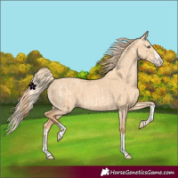Horse Color:Gold Champagne Dun  and Gold Champagne Dun Splash 