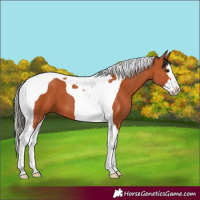 Horse Color:Bay Splash Tobiano
