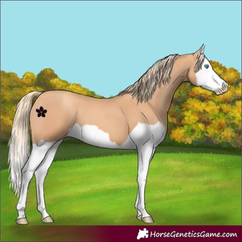 Horse Color:Gold Champagne Splash