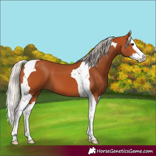 Horse Color:Silver Bay Splash Tobiano