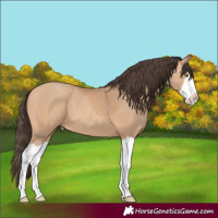 Horse Color:Amber Champagne Splash 