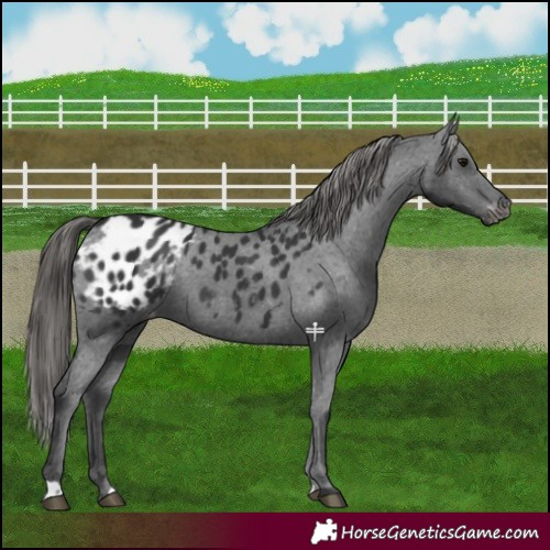 Horse Color:Black Appaloosa 