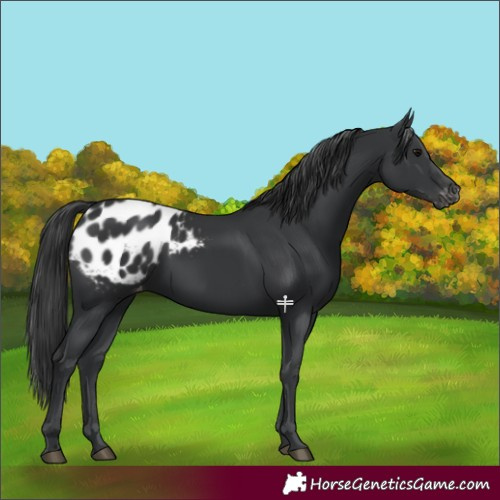 Horse Color:Black Appaloosa 