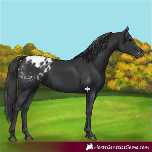 Horse Color:Black Appaloosa 