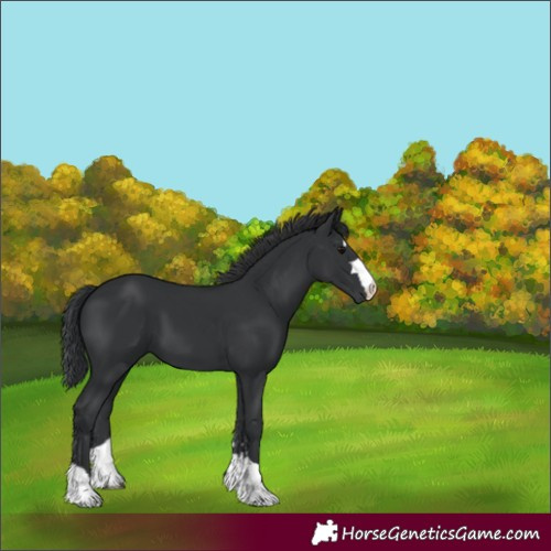 Horse Color:Black 