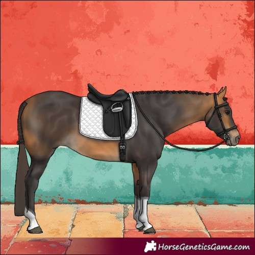 Horse Color:Buckskin Tobiano 