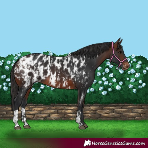 Horse Color:Brown Near Leopard and Brown Blanket