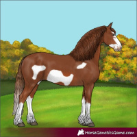 Horse Color:Chestnut Splash Frame