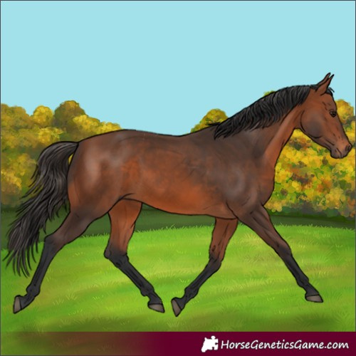 Horse Color:Bay 