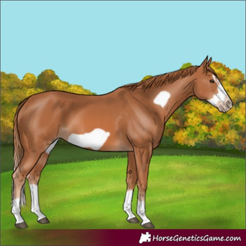 Horse Color:Chestnut Splash Frame