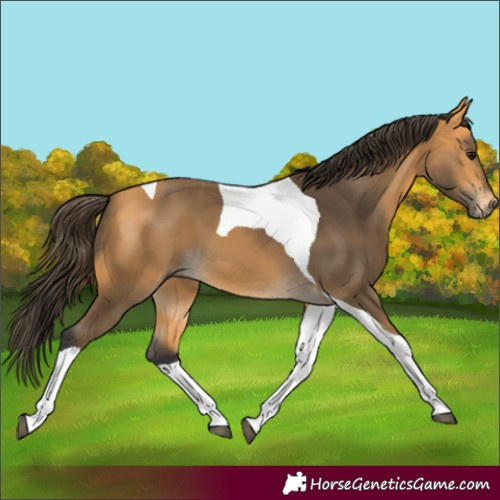Horse Color:Buckskin Tobiano 