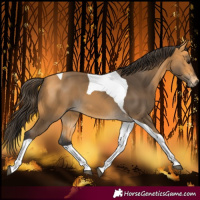 Horse Color:Buckskin Tobiano 