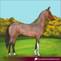 Horse Color:Bay Roan Tobiano