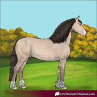 Horse Color:Amber Champagne Dun 
