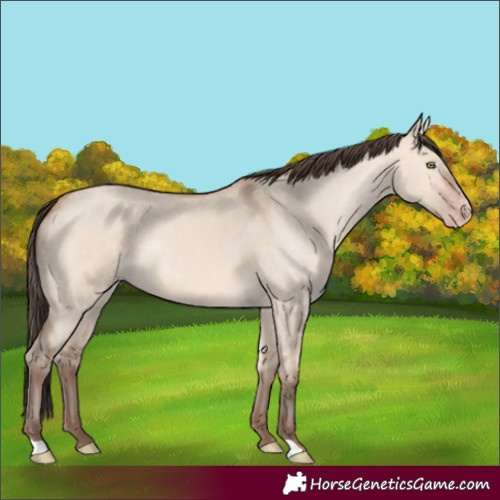 Horse Color:Amber Champagne Dun 