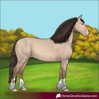 Horse Color:Amber Champagne Dun 