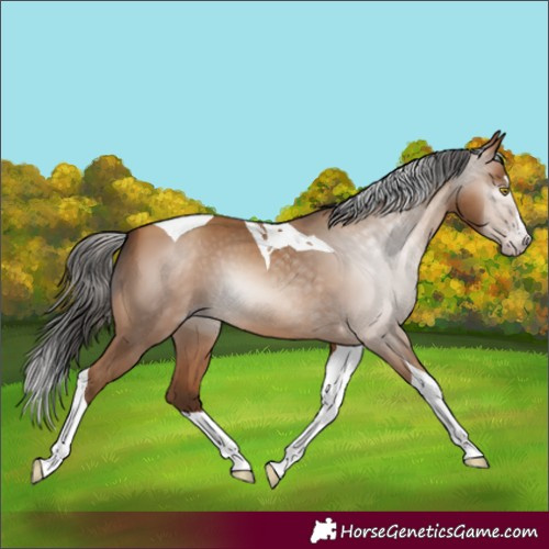 Horse Color:Gray Amber Champagne Splash Tobiano