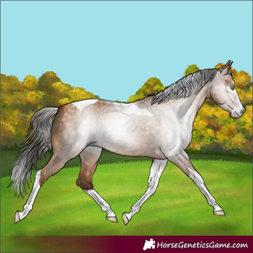 Horse Color:Gray Amber Champagne Splash Tobiano 