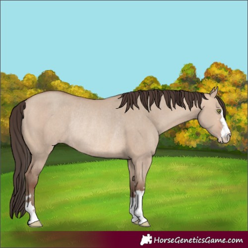 Horse Color:Amber Champagne Dun Rabicano