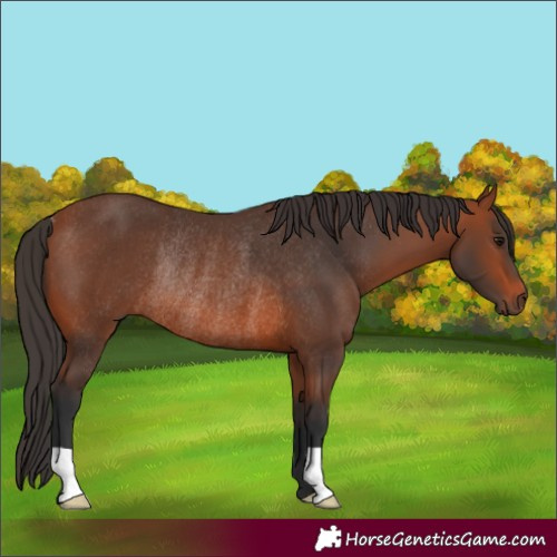 Horse Color:Bay Rabicano