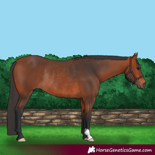 Horse Color:Bay Rabicano 