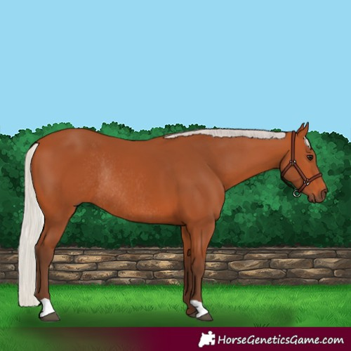Horse Color:Silver Bay Rabicano 