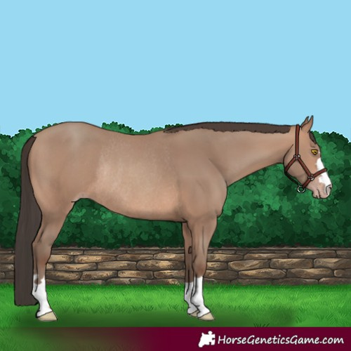 Horse Color:Sable Champagne Rabicano 