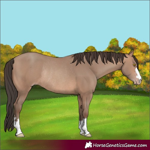 Horse Color:Sable Champagne Rabicano 