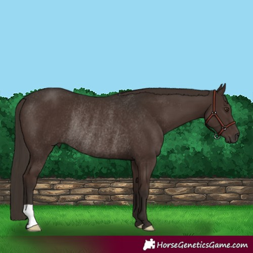 Horse Color:Liver Chestnut Rabicano