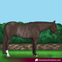 Horse Color:Liver Chestnut Rabicano