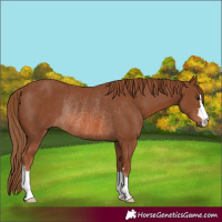 Horse Color:Chestnut Rabicano 