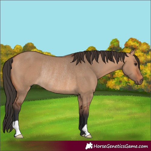 Horse Color:Bay Dun Rabicano 