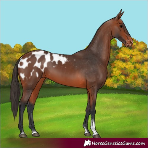 Horse Color:Bay Tobiano Blanket Rabicano 