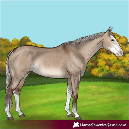 Horse Color:Silver Brown Dun Sabino Rabicano 
