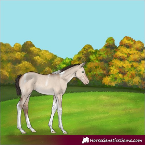 Horse Color:Sable Champagne Dun Tobiano 