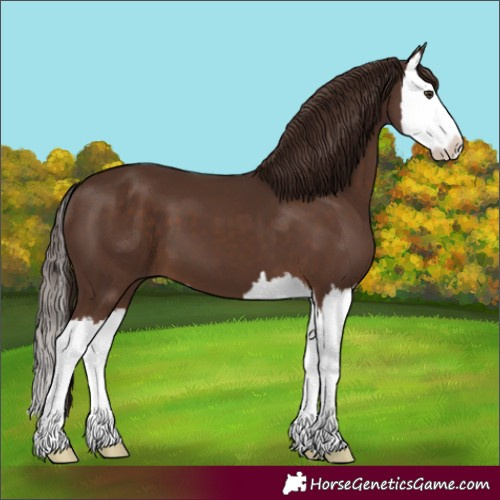 Horse Color:Liver Chestnut Splash 