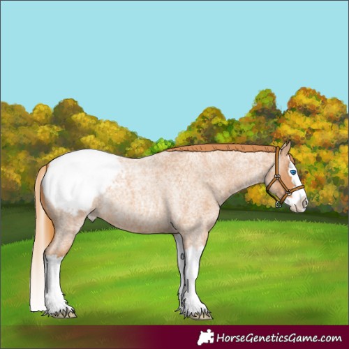 Horse Color:Red Roan Splash Snowcap 
