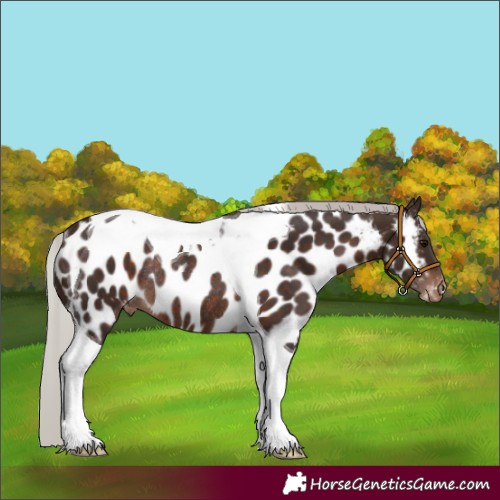 Horse Color:Silver Brown Tobiano Appaloosa Rabicano 