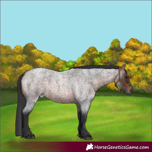 Horse Color:Brown Roan Rabicano 