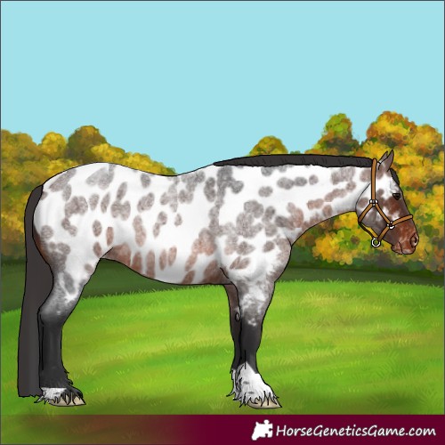Horse Color:Brown Roan Appaloosa