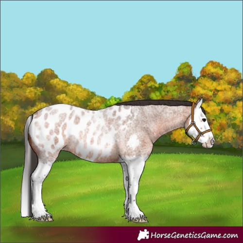 Horse Color:Bay Roan Splash Appaloosa Rabicano